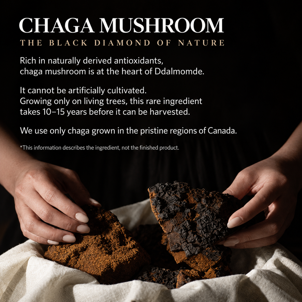 Ddalmomde Chaga Firming Ampoule 50ml | 70% dzikiej kanadyjskiej chagi